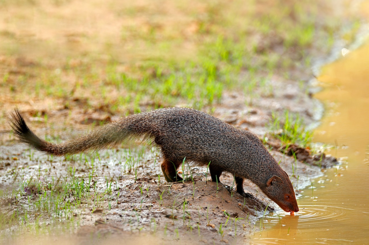 Ruddy mongoose By ondrejprosicky